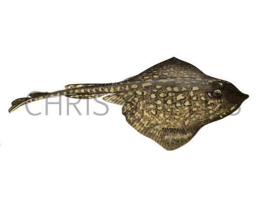 Illustration of Thornback Ray (Raja Claveta) (#2690)