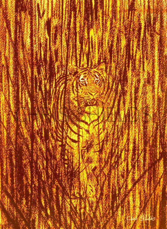 Illustration of Tiger (bengal) Panthera tigris tigris (#0576)