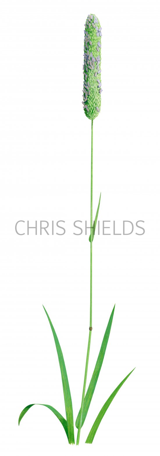 Illustration of Timothy Grass (Phleum pratense)  (#2273)
