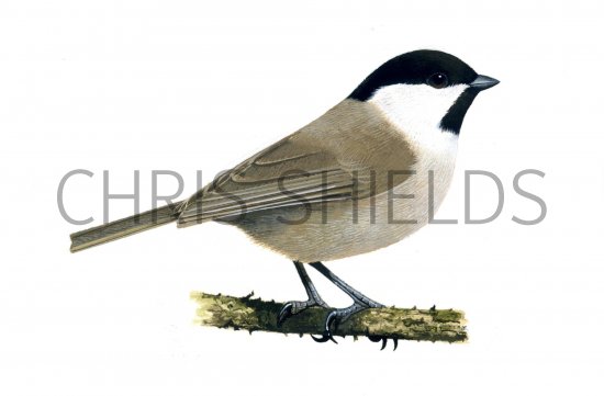 Illustration of Willow Tit (Poecile montanus) (#1176)