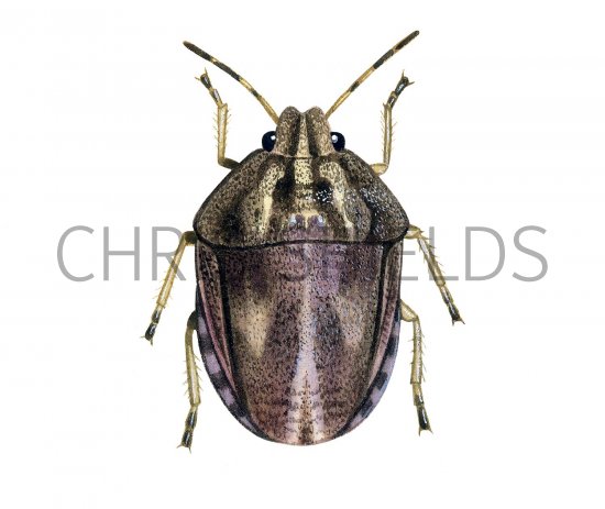 Illustration of Tortoise Bug (Eurygaster testudinuria) (#2147)