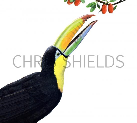 Illustration of Keel-Billed Toucan (Ramphastos sulfuratus) (#1394)