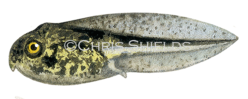 Illustration of Tree Frog tadpole (Hyla arborea) (#3112)