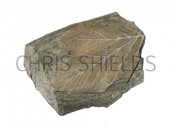 Illustration of Tree Leaf Fossil (angiosperm) Platanus (#0467)
