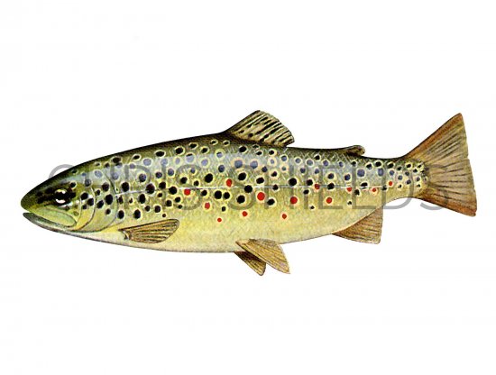 Illustration of Trout (Brown) Salmo trutta (#2047)