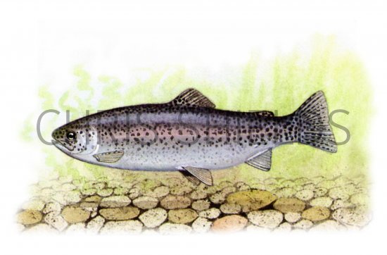 Illustration of Trout (Rainbow) Salmo gairdne (#0195)
