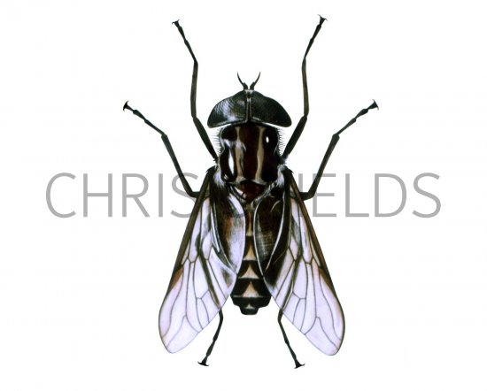 Illustration of Tsetse Fly (Glossina Spp.) (#1345)