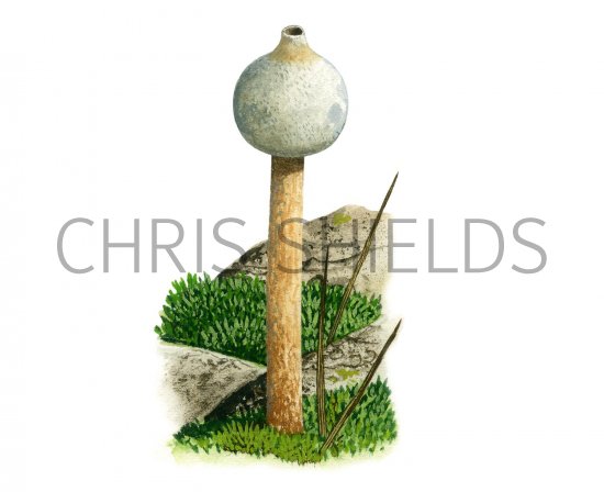 Illustration of Tulustoma niveum (White Stalkball) (#1837)