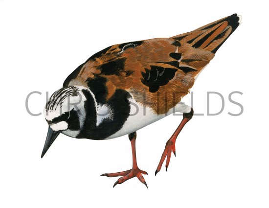 Illustration of Turnstone (Arenaria interpres) (#3629)