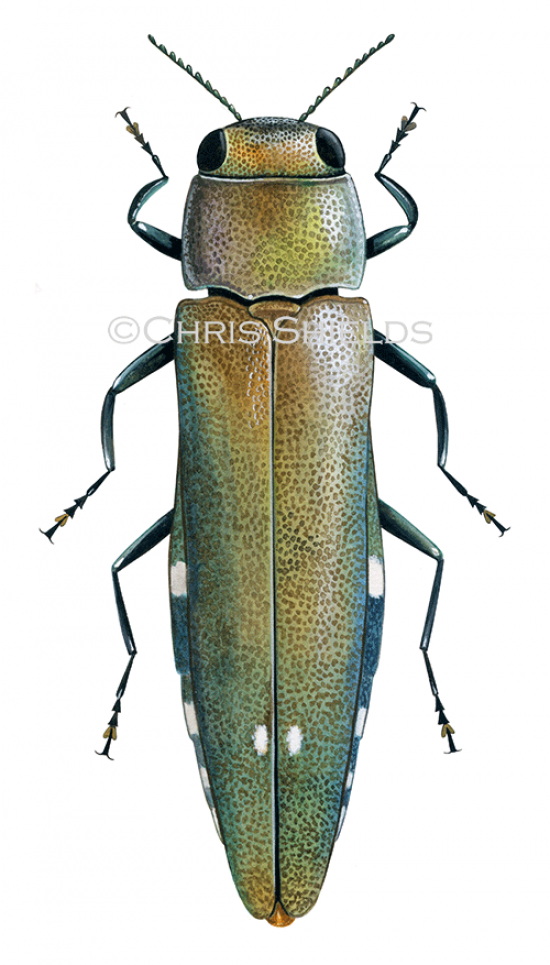 Illustration of Two-spotted Oak Borer (Agrilus biguttatus) (#4724)