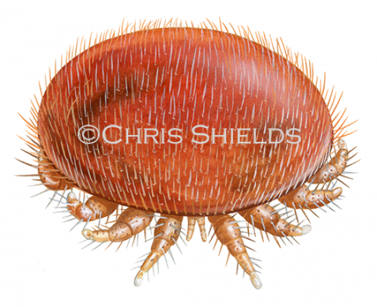 Illustration of Varroa Mite (Varroa destructor) (#4689)