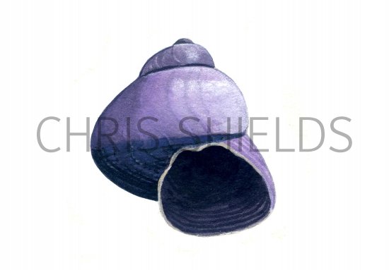Illustration of Viotet Shell (Janthina janthina) (#0752)