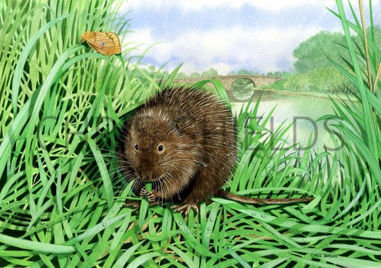 Illustration of Vole - Water (Arvicola amphibius) (#0280)