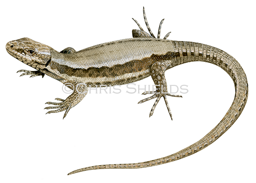 Illustration of Wall Lizard female (Podarcis muralis) (#4504)