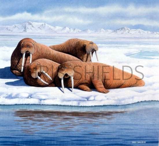Illustration of Walrus (Odobenus rosmarus) (#0503)