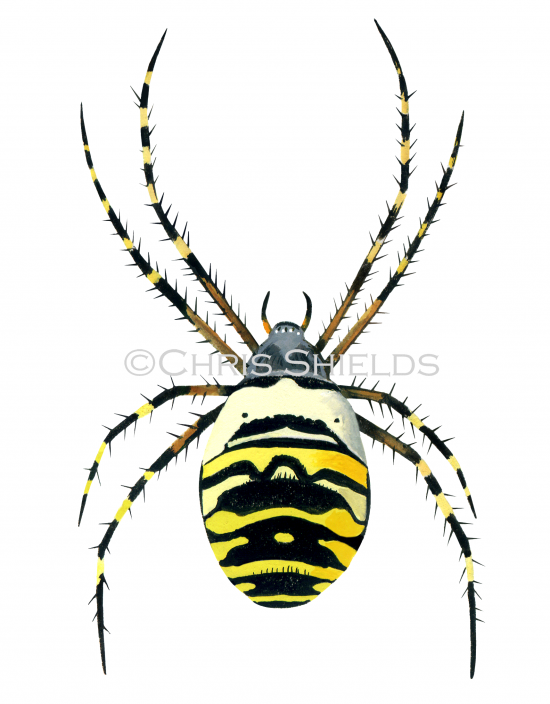 Illustration of Wasp Spider female (Argiope bruennichi) (#1222)