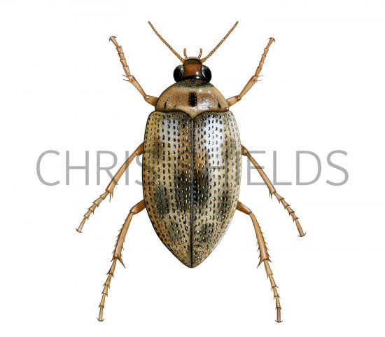 Illustration of Water Beetle (Haliplus lineatocollis) (#2846)