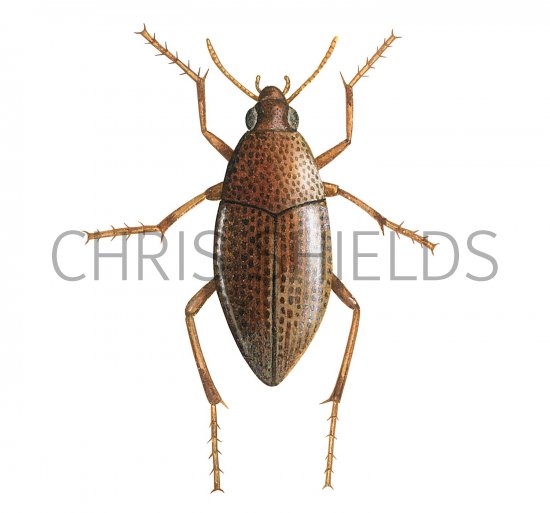 Illustration of Water Beetle (Haliplus ruricollis) (#3452)