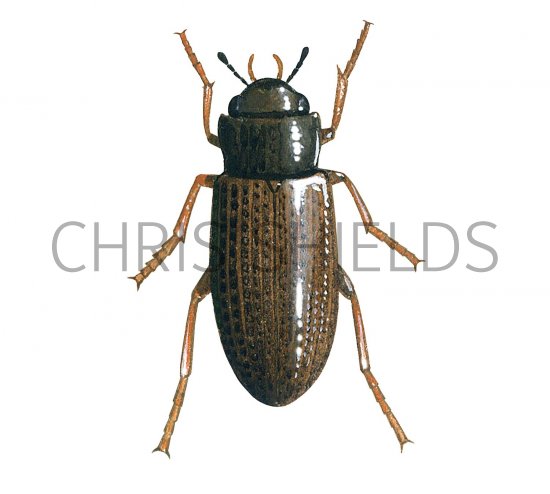 Illustration of Water Beetle (Helophorus grandis) (#3437)