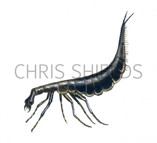 Illustration of Water Beetle Larvae (Acilius sulcatus) (#2141)