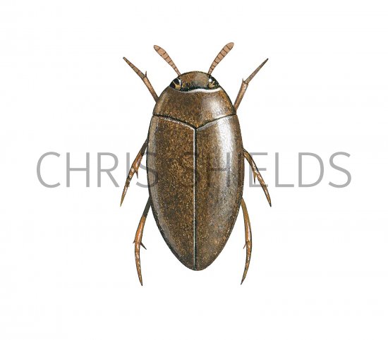 Illustration of Water Beetle (Noterus clavicurnis) (#3450)