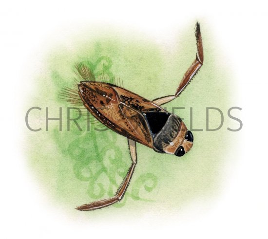 Illustration of Water Boatman (Notonecta glauca) (#2111)