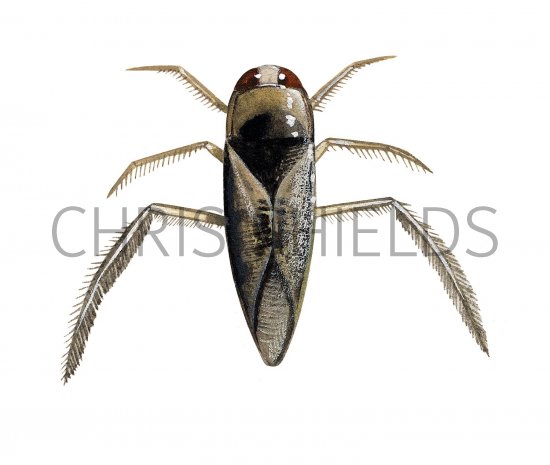 Illustration of Water Boatman (Notonecta glauca) (#2124)