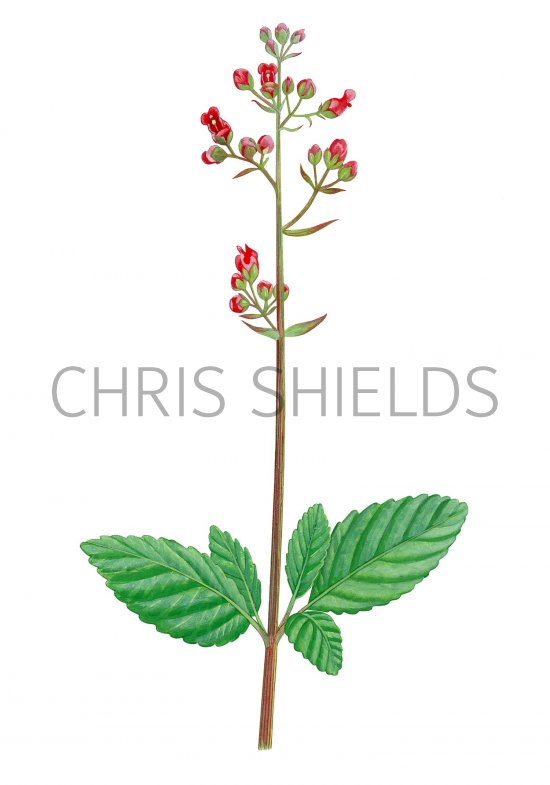 Illustration of Water Figwort  (Scrophularia auriculata) (#2816)