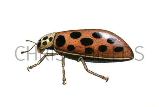 Illustration of Water Ladybird (summer form - side view) Anisosticta 19-punctata (#0608)