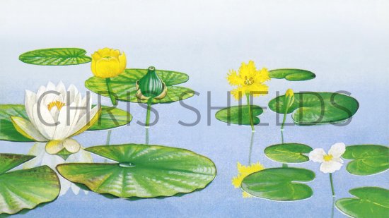Illustration of Water Lilies & Frogbit (#0994)