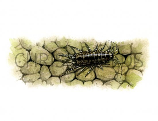 Illustration of Water Louse  (Asellus aquaticus) (#1535)