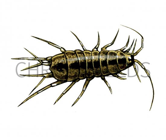 Illustration of Water Louse  (Asellus aquaticus) (#1575)