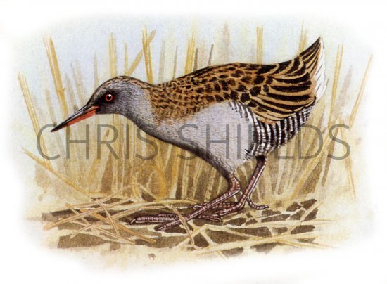 Illustration of Water Rail (Rallus aquaticus) (#1351)