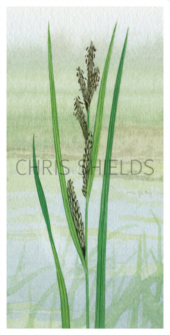 Illustration of Water Sedge (Carex aquatilis) (#4390)
