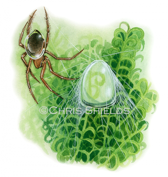 Illustration of Water Spider (Argyroneta aquatica) (#1515)