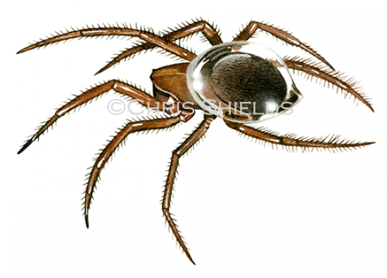 Illustration of Water Spider (Argyroneta aquatica) (#1578)
