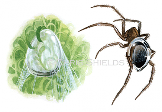 Illustration of Water Spider (Argyroneta aquatica) (#0730)