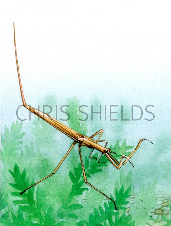 Illustration of Water Stick-insect (Ranatra linearis) (#1571)