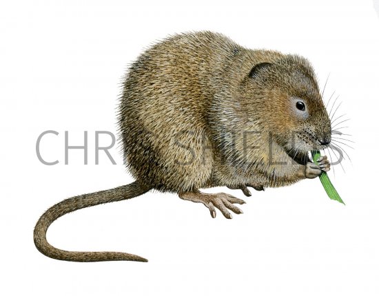 Illustration of Vole - Water (Arvicola amphibius) (#2839)