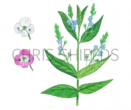 Illustration of Water speedwell (Veronica anagallis-aquatica) (#0995)