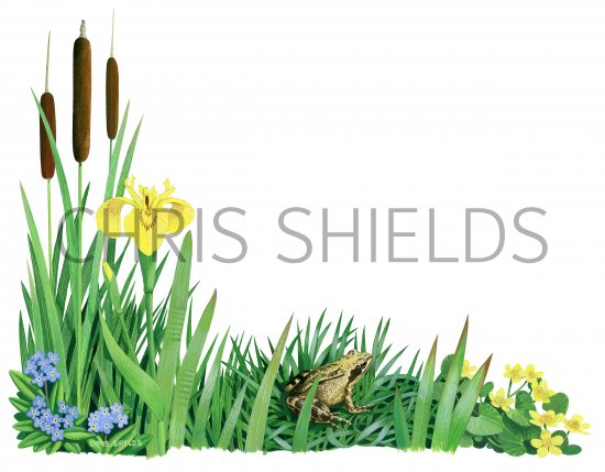 Illustration of Waterside Plants (#4083)