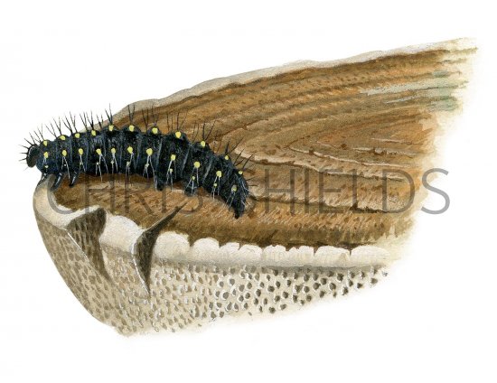 Illustration of Waved Black Moth Caterpillar (Parascotica fuliginaria) (#2514)