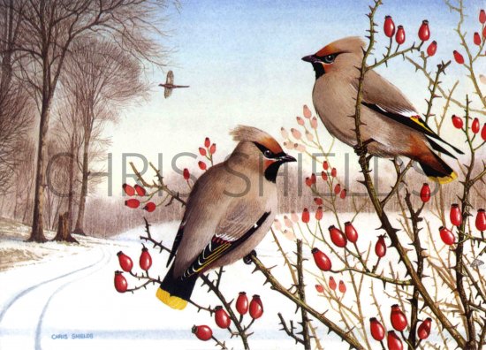 Illustration of Waxwings (Bombycilla garrulus) (#0037)