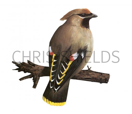 Illustration of Waxwing (Bombycilla garrulus) (#3421)