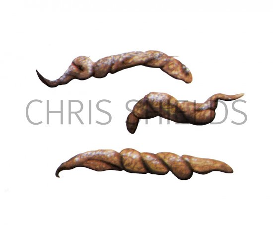 Illustration of Weasel/Stoat Droppings (#3664)