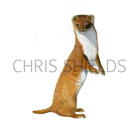 Illustration of Weasel (Mustela nivalis) (#0048)
