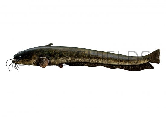 Illustration of Wels Catfish (Silurus glanis) (#2688)