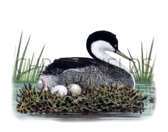 Illustration of Western Grebe (Aechmophorus occidentalis) (#4321)