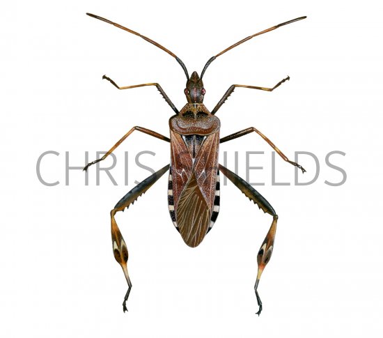 Illustration of Western conifer shieldbug (Leptoglossus occidentalis) (#2498)