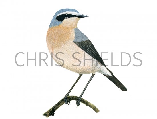 Illustration of Wheatear (Oenanthe oenanthe) (#3649)